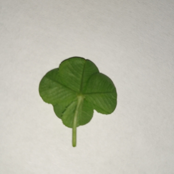 🍀 REAL Wild 5 Leaf Clover Rare Just for You Found 4 /24/23 USA yard Lucky Five - Picture 4 of 13
